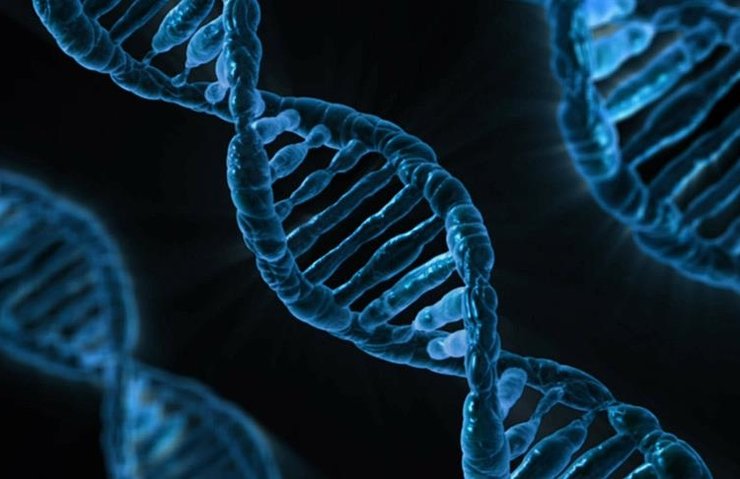 TÜKETİLEN GIDANIN DNA’YA ’NET’ ETKİLERİ ORTAYA ÇIKTI