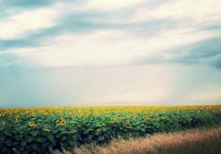 كيفية استخدام واتساب ويب الدليل والنصائح والإعدادات